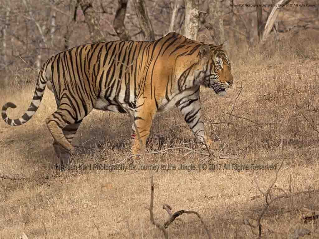 Emergence of T-91 Alphonso and the changing equation of Ranthambhore